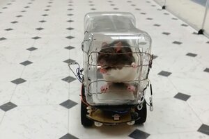 Entrenan ratas para conducir minivehículos (Fuente: AFP)