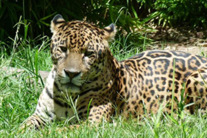 "La situación del jaguar en las Yungas es bastante crítica"