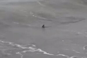 Temor por la presencia de tiburones en las playas de Monte Hermoso