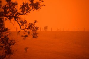 Incendios en Australia: lanzan desde helicópteros dos toneladas de alimentos para los animales