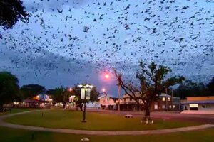 "Tornado de murciélagos" aterroriza a un pueblo de Australia