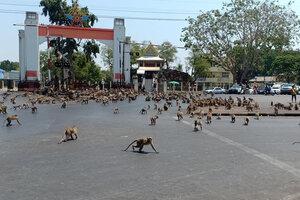 Coronavirus: cientos de monos pelean en las calles de Tailandia por falta de comida