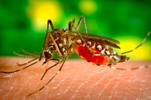 Dengue: sin medidas a tiempo contra el mosquito (Fuente: Télam)