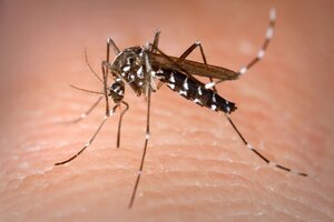 Dengue: ya hay más de 43 mil casos desde julio pasado