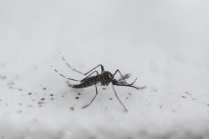 Tengo dengue y no Covid, ¿entonces?... (Fuente: NA)