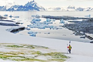 La “nieve verde”: algas en la Antártida por el cambio climático (Fuente: AFP)