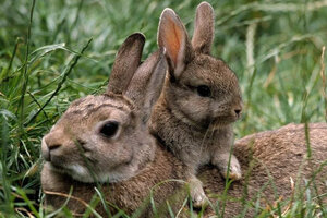 Ushuaia: polémica por la decisión de erradicar conejos silvestres con gas fosfina