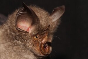 China: Hallan cientos de coronavirus diferentes en los murciélagos