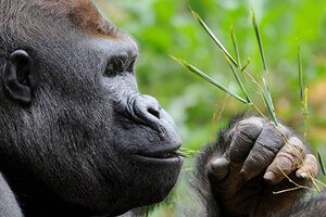 Mataron a Rafiki, uno de los últimos gorilas de montaña de Uganda (Fuente: EFE)