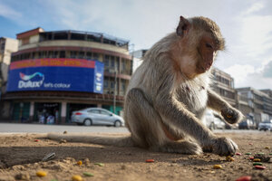 Tailandia intenta recuperar el control de Lopburi, “la ciudad de los monos” (Fuente: AFP)