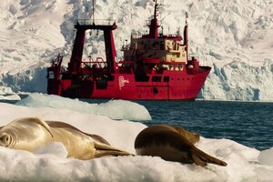 Por qué la producción de salmón pone en riesgo la biodiversidad de la Antártida