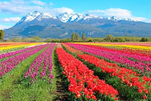 Un campo de 2 millones de tulipanes está por florecer en la Patagonia