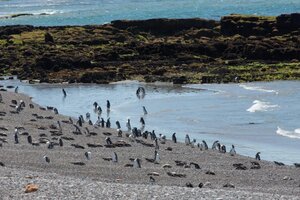 El fascinante mundo de los pingüinos de Magallanes