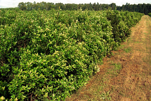 Yerba mate sin agroquímicos