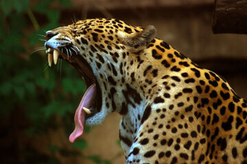 Llegada de un jaguar a la tranquera