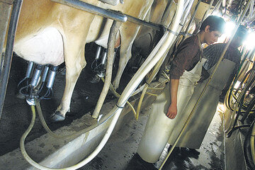 Por el cierre de tambos, el abastecimiento interno de leche ya está muy cerca de depender de la importación. (Fuente: Guadalupe Lombardo)