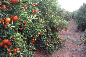 La mandarina estaba contaminada con agrotóxicos