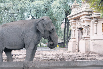 El Templo de los Elefantes, en el proyecto. (Fuente: Guadalupe Lombardo)