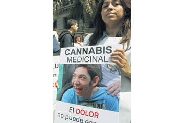 Autorizan el cultivo de cannabis medicinal (Fuente: DyN)