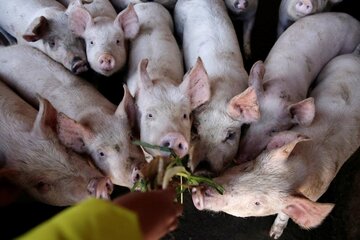 Soledad Barruti: "Instalar megagranjas de cerdos es comprarnos un megaproblema"