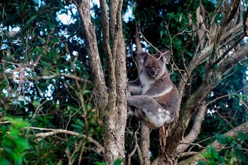 Los incendios en Australia afectaron a 3.000 millones de animales (Fuente: EFE)