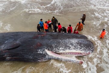 Una ballena murió varada en una playa de Santa Clara del Mar (Fuente: Télam)