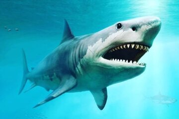 Descubrieron cuál era el verdadero tamaño del legendario megalodón, el tiburón gigante de la prehistoria