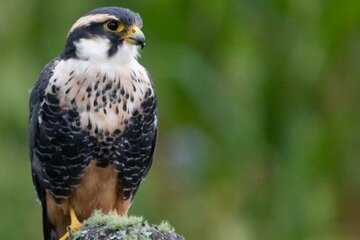 Salta volvió a liderar el ranking nacional de observación de aves