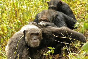 Los chimpancés tienen pocos amigos pero buenos cuando envejecen (Fuente: DPA)