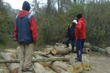 Denuncian a un empresario por talar madera en territorio de uso ancestral
