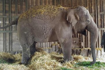 Zoo de Luján: piden investigar la muerte de la elefanta Sharima