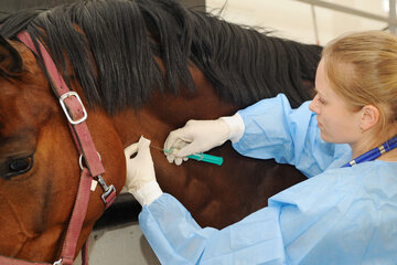 Coronavirus: medios del mundo celebran la efectividad del suero equino desarrollado en Argentina (Fuente: AFP)