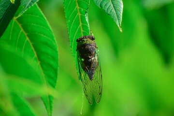 Después de 17 años bajo tierra, billones de cigarras emergerán en Estados Unidos