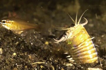 Revelan que gusanos depredadores poblaron el fondo marino hasta hace 5 millones de años