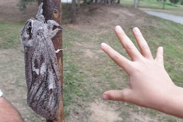 Descubren una impresionante polilla del tamaño de una mano en Australia