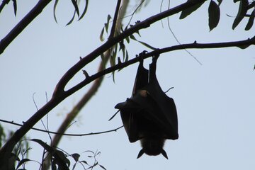 Nipah, el virus que enciende las alarmas en Asia