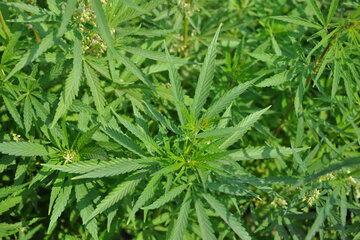 Cannabis: una apuesta a la producción nacional