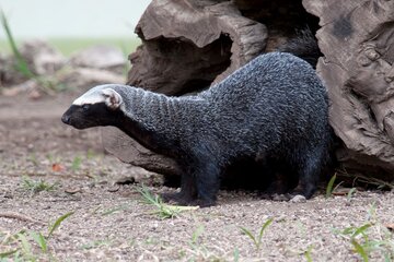 Hallaron una especie rara de hurón en la Argentina