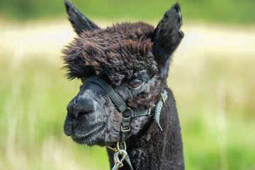 El Gobierno británico sacrificó a la alpaca Gerónimo para evitar la tuberculosis bovina (Fuente: AFP)