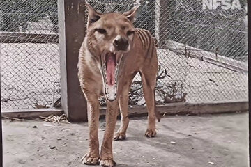 La nueva versión a color del video del último tigre de Tasmania vivo