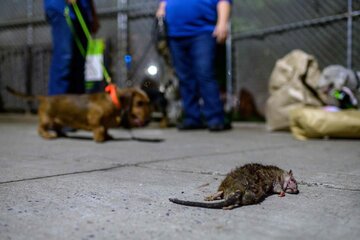 Nueva York, afectada por un brote de leptospirosis, una enfermedad relacionada con las ratas (Fuente: AFP)