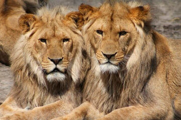 Signapur: cuatro leones dieron positivo de coronavirus | Con leves síntomas  | Página12