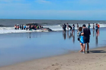 Villa Gesell: rescatan a una ballena de 4 toneladas varada en la playa