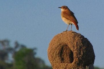 El hornero, precursor del adobe