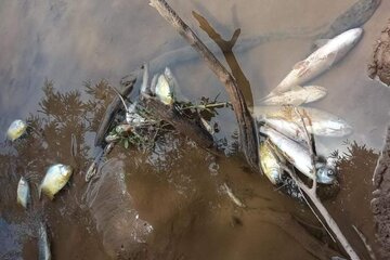 Mortandad de peces y agua verdosa en el río Salado