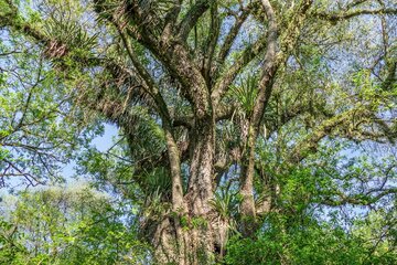 Laurel de la selva: el gigante de las yungas