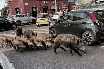 Roma: toque de queda nocturno por la presencia de jabalíes en las calles