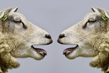El legado de la oveja Dolly: ¿Usted clonaría a su mascota? (Fuente: AFP)