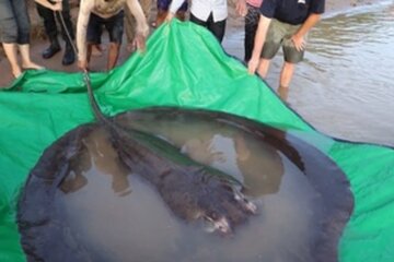 Camboya: descubren al pez de agua dulce más grande del mundo  