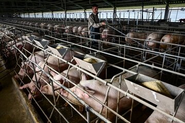 Advierten que la carne de cerdo importada llega solamente a los grandes supermercados 